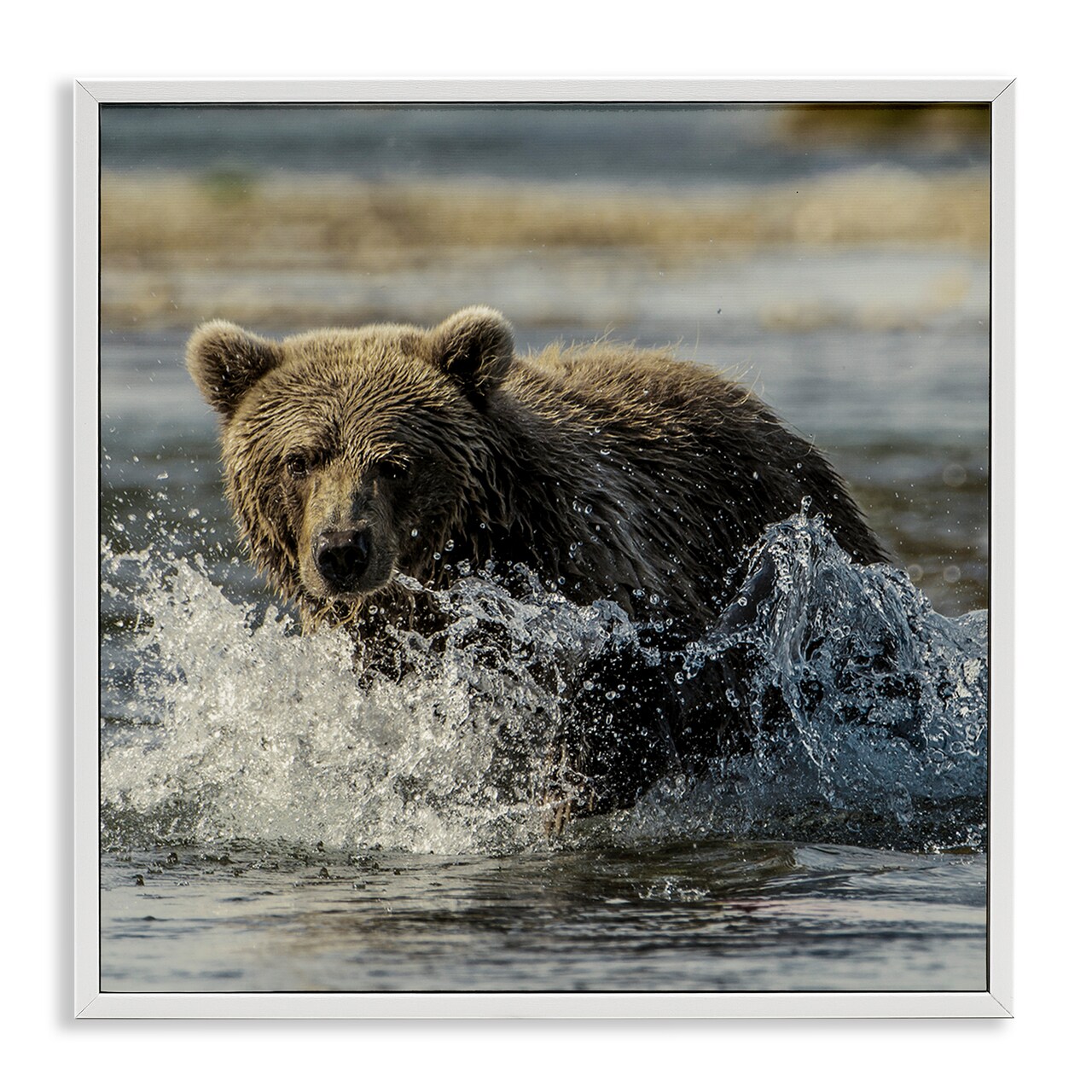 Stupell Industries Bear Splashing in River Framed Giclee Design by Danita Delimont
